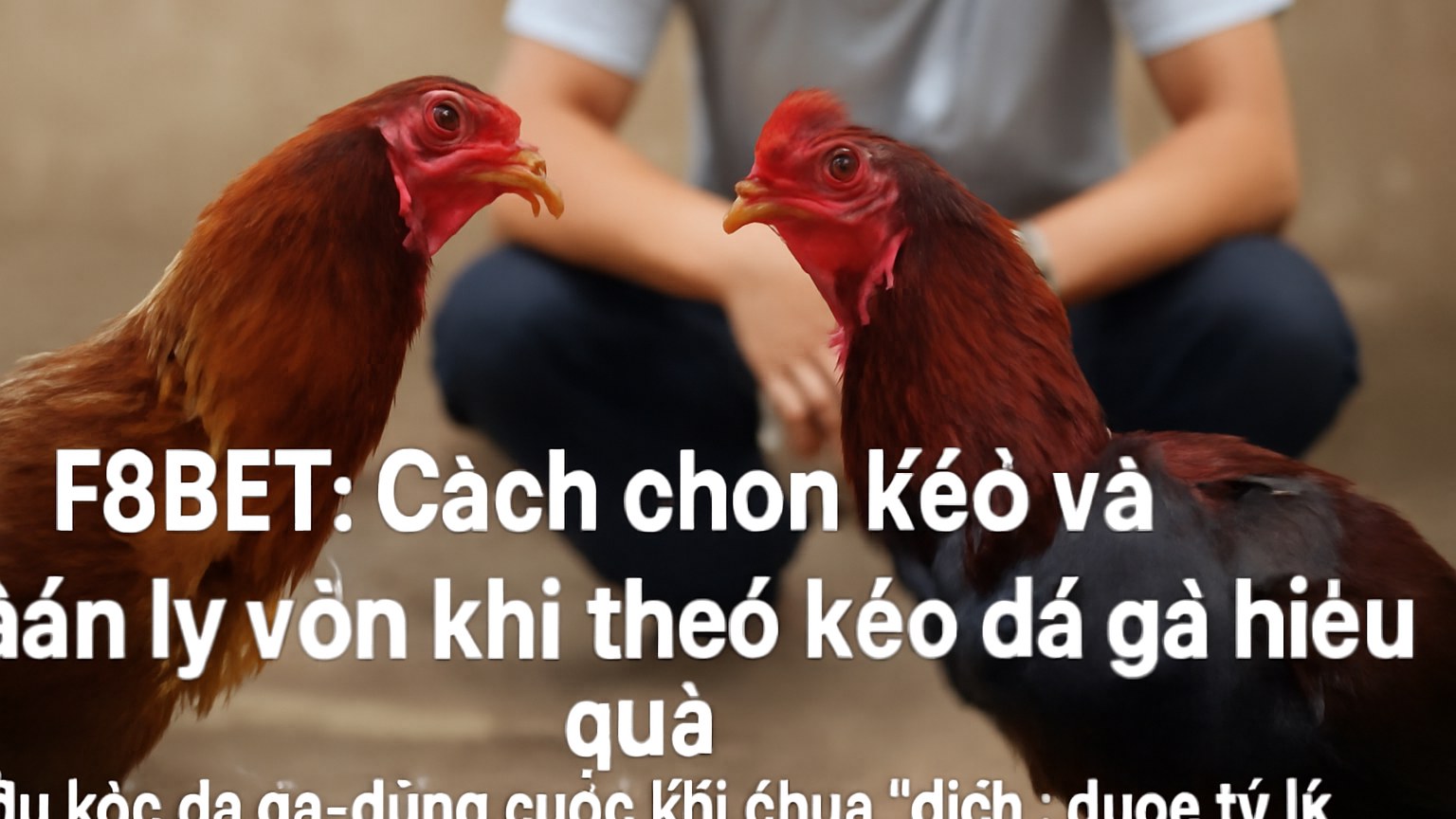 F8BET: Cách chọn kèo và quản lý vốn khi theo kèo đá gà hiệu quả